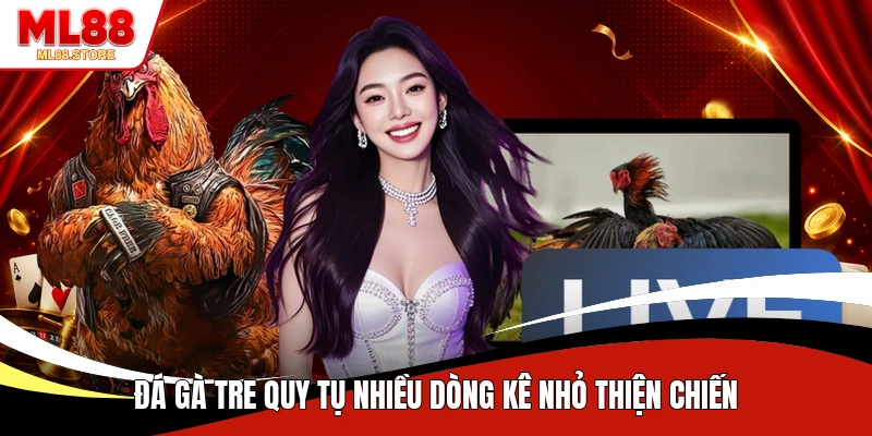 Đá gà tre quy tụ nhiều dòng kê nhỏ thiện chiến