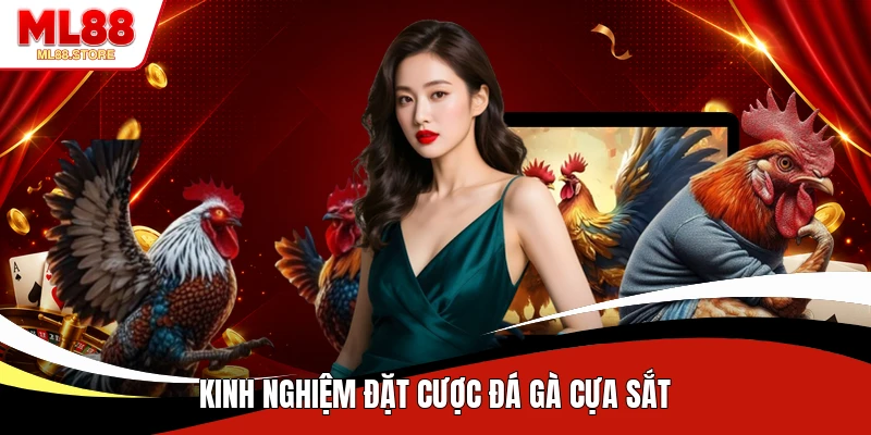 Kinh nghiệm đặt cược đá gà cựa sắt