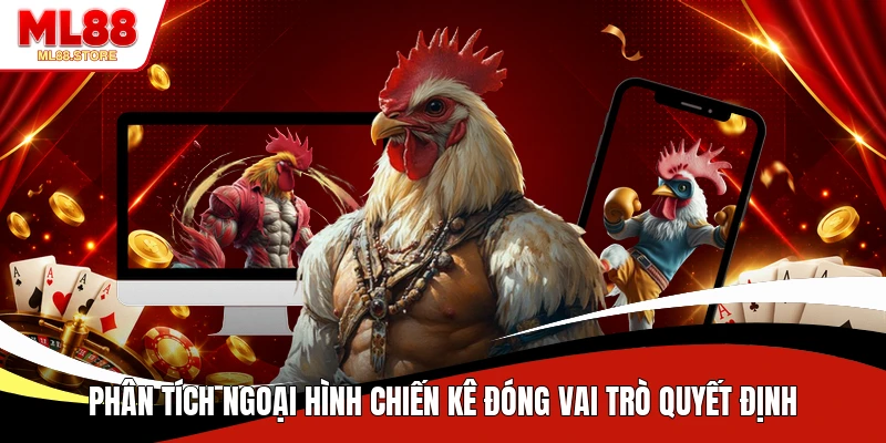 Phân tích ngoại hình chiến kê đóng vai trò quyết định